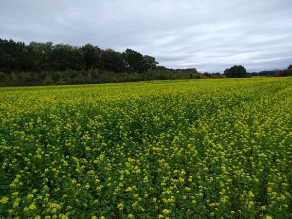 Senfblüte im Spätherbst